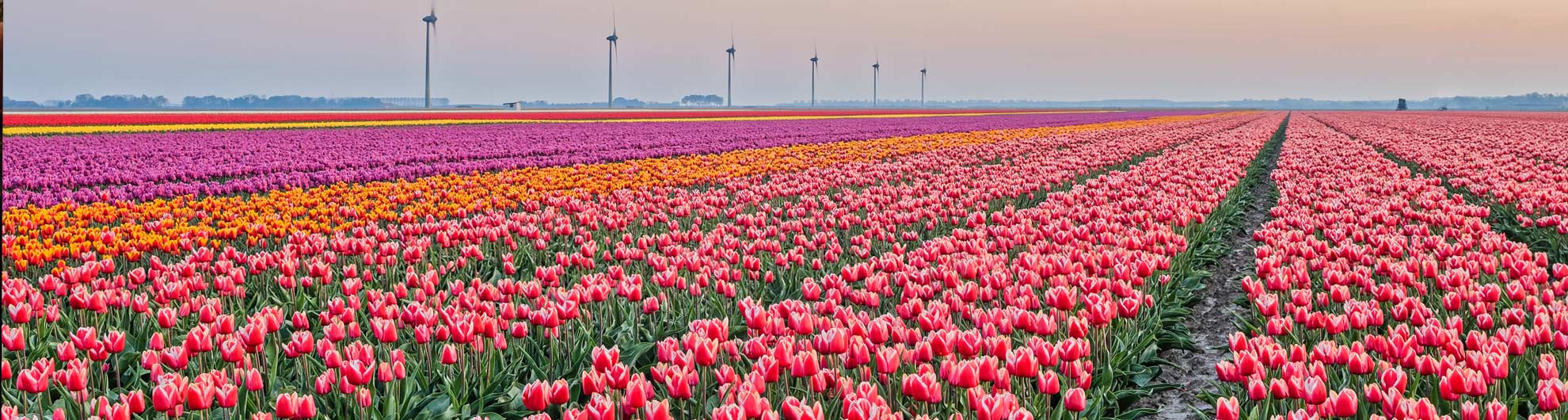 Tulpenveld © Pieter Bosch Fotografie